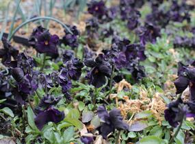 Violka růžkatá 'Molly Sandersen' - Viola cornuta 'Molly Sandersen'