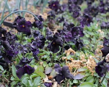 Violka růžkatá 'Molly Sandersen'