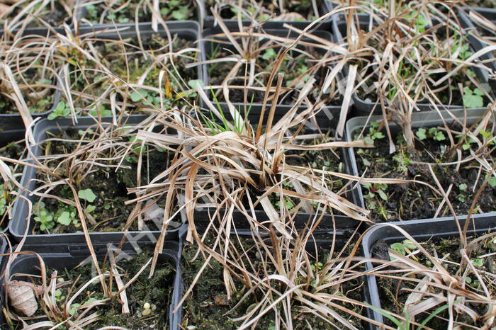 Suchopýr širokolistý - Eriophorum latifolium