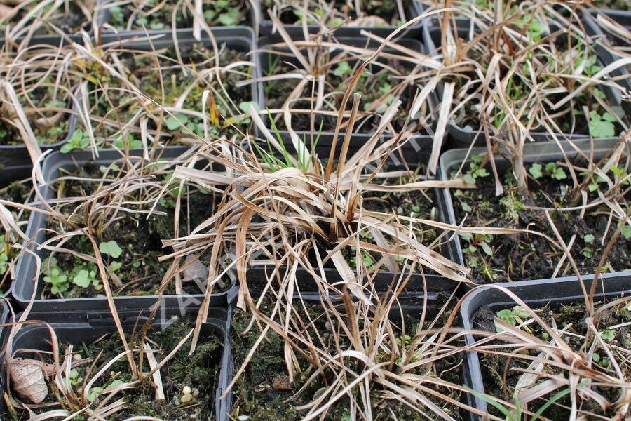 Suchopýr širokolistý - Eriophorum latifolium