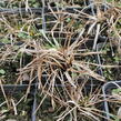 Suchopýr širokolistý - Eriophorum latifolium