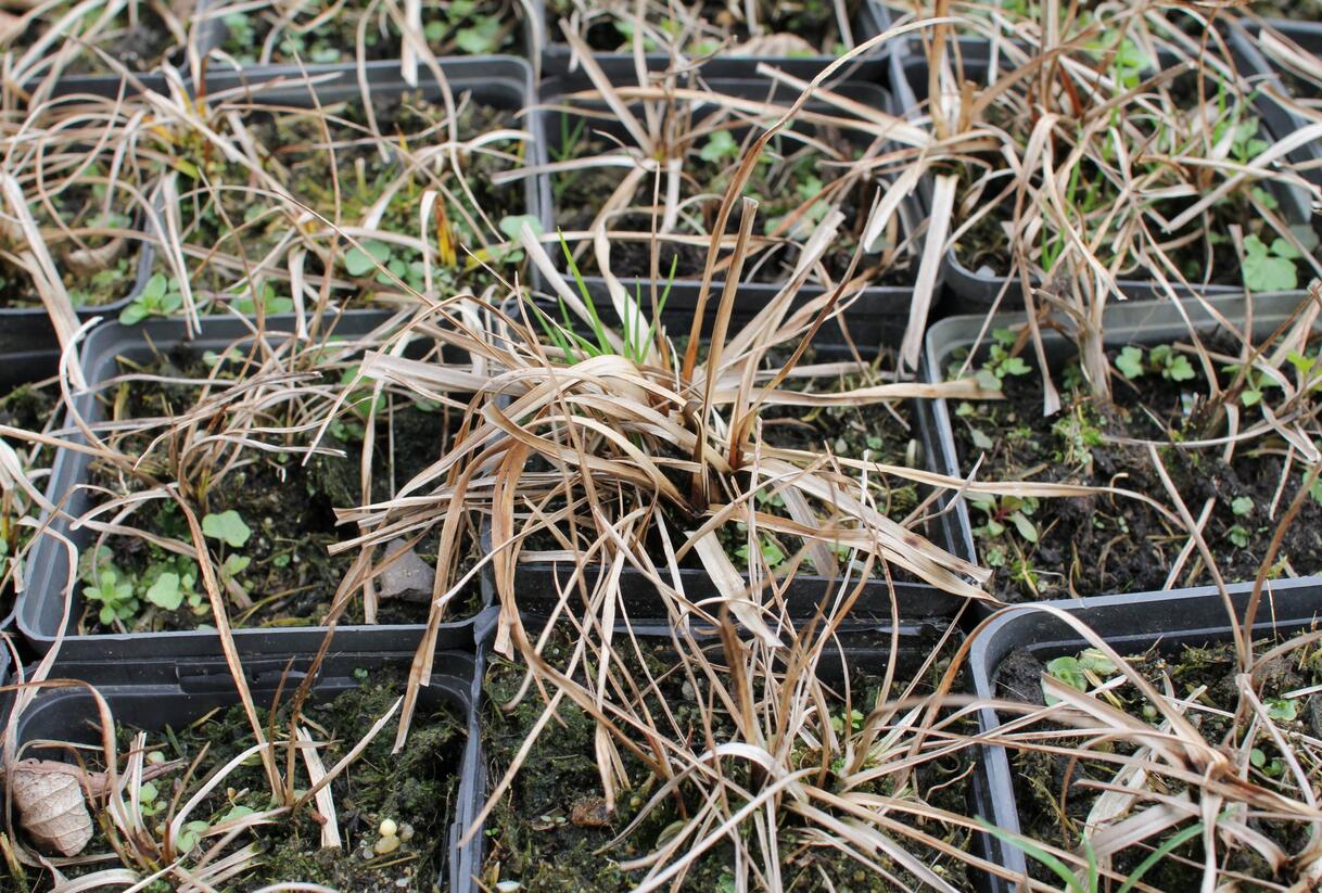 Suchopýr širokolistý - Eriophorum latifolium