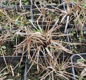 Suchopýr širokolistý - Eriophorum latifolium