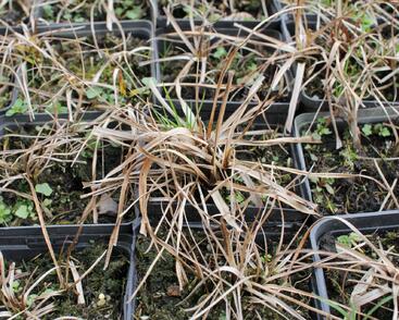 Suchopýr širokolistý