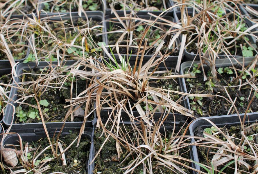 Suchopýr širokolistý - Eriophorum latifolium