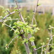 Jilm 'Sapporo Gold ' - Ulmus resista 'Sapporo Gold'