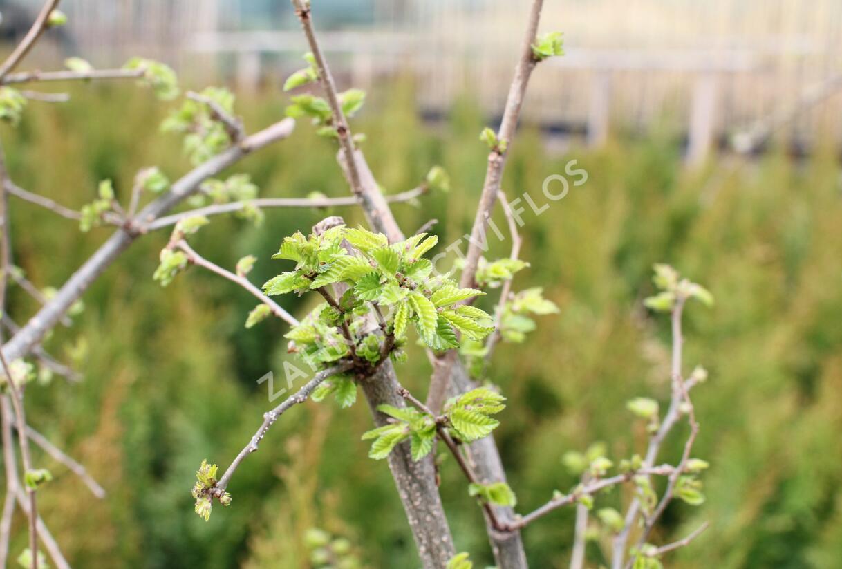 Jilm 'Sapporo Gold ' - Ulmus resista 'Sapporo Gold'