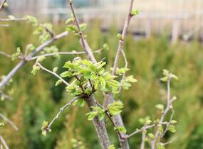 Jilm 'Sapporo Gold ' - Ulmus resista 'Sapporo Gold'
