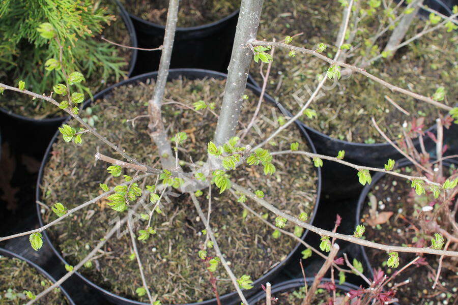 Jilm 'Sapporo Gold ' - Ulmus resista 'Sapporo Gold'