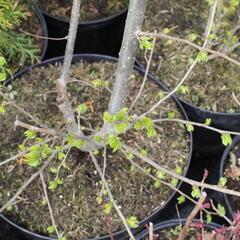 Jilm 'Sapporo Gold ' - Ulmus resista 'Sapporo Gold'