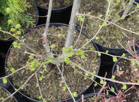 Jilm 'Sapporo Gold ' - Ulmus resista 'Sapporo Gold'