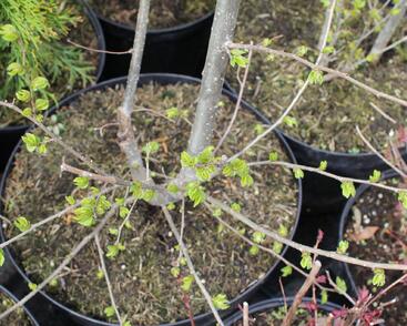 Jilm 'Sapporo Gold '