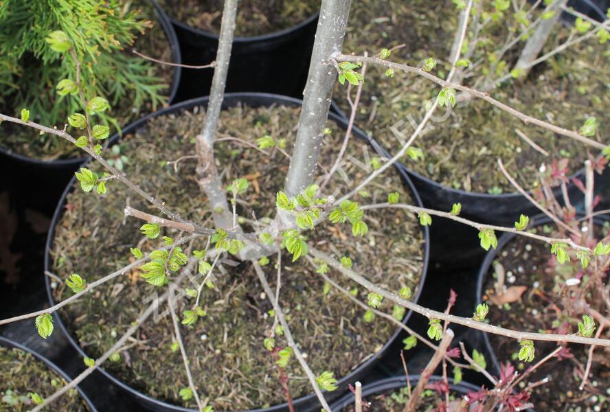 Jilm 'Sapporo Gold ' - Ulmus resista 'Sapporo Gold'
