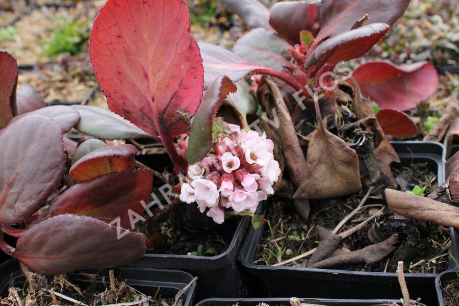 Bergénie srdčitá 'Bach' - Bergenia cordifolia 'Bach'