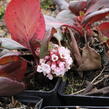 Bergénie srdčitá 'Bach' - Bergenia cordifolia 'Bach'