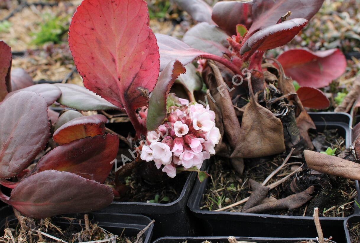 Bergénie srdčitá 'Bach' - Bergenia cordifolia 'Bach'