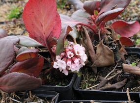 Bergénie srdčitá 'Bach' - Bergenia cordifolia 'Bach'