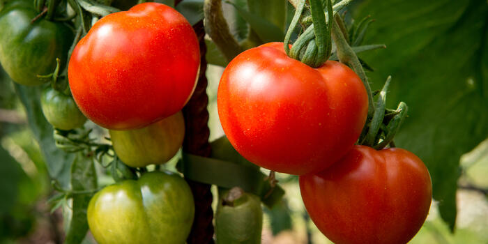 Lycopersicon esculentum 'Stupické polní rané'_02