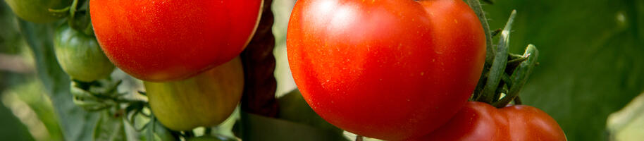 Lycopersicon esculentum 'Stupické polní rané'_02