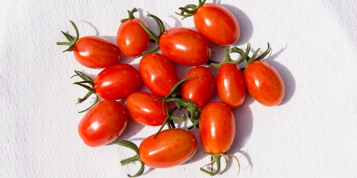 Lycopersicon esculentum 'Mandat' F1_03