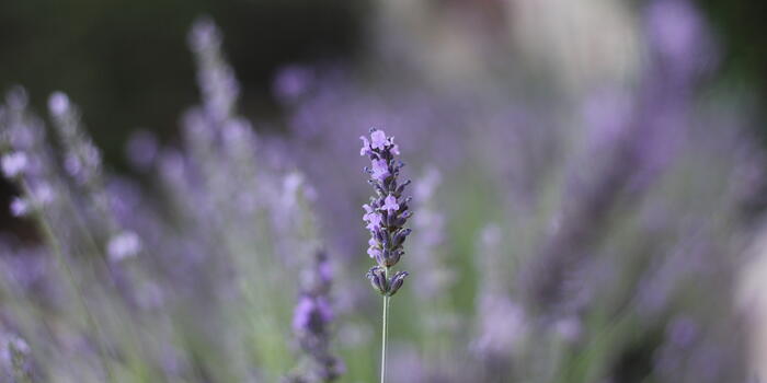 levandule