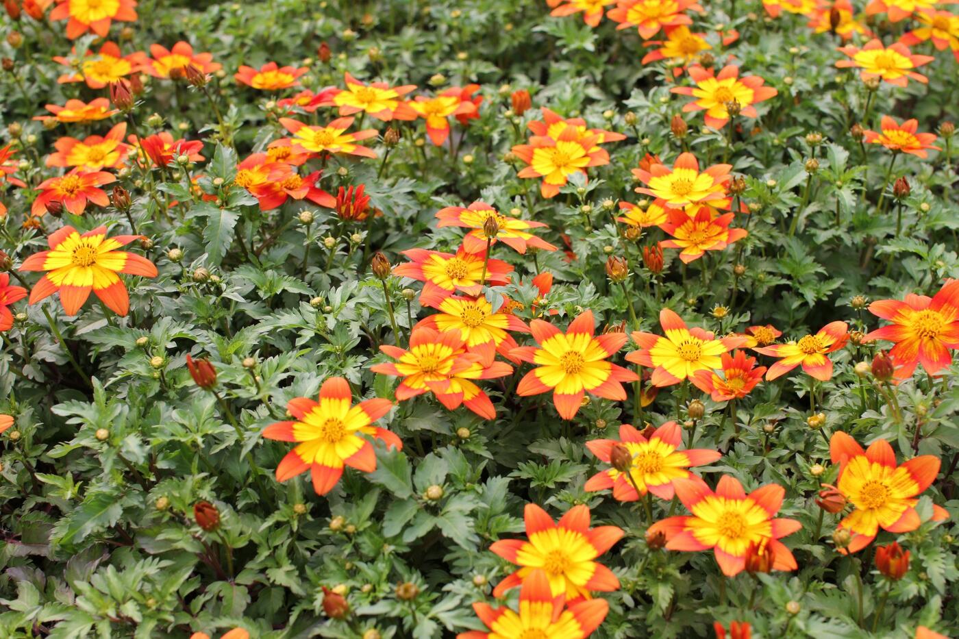 Bidens 'Bidy Boom Fireside'_jaro_x