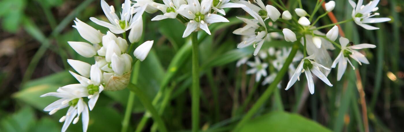 Allium ursinum