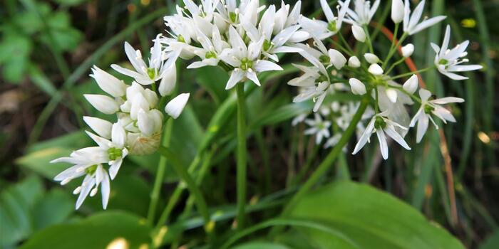 Allium ursinum