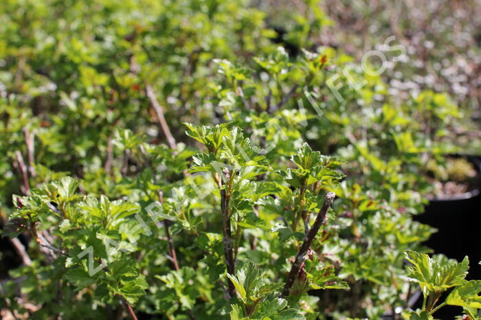 Meruzalka alpská 'Schmidt' - Ribes alpinum 'Schmidt'