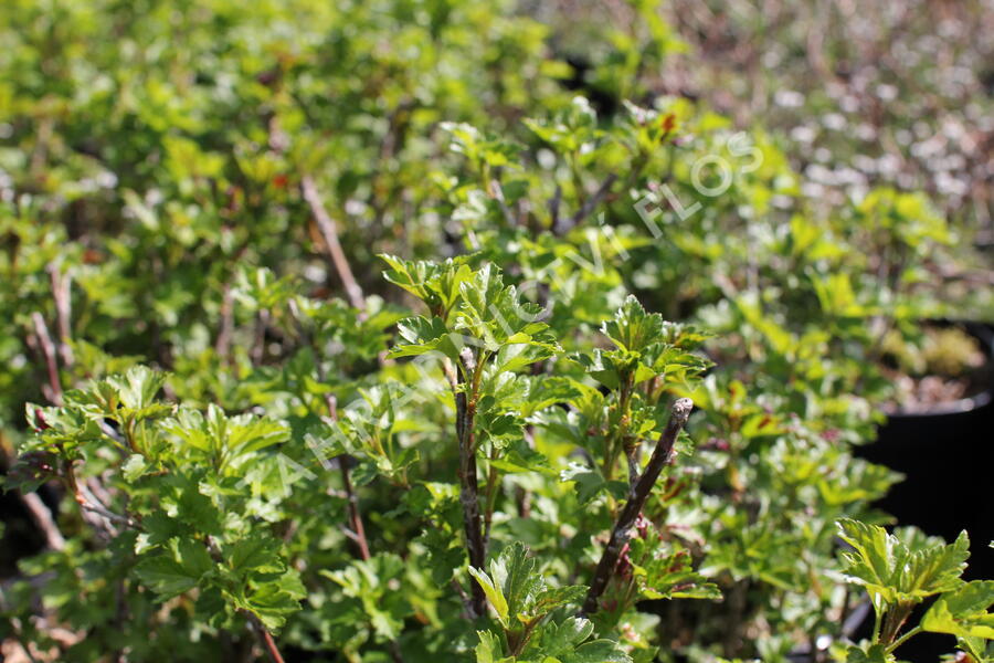 Meruzalka alpská 'Schmidt' - Ribes alpinum 'Schmidt'