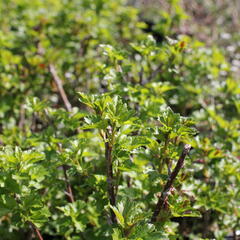 Meruzalka alpská 'Schmidt' - Ribes alpinum 'Schmidt'