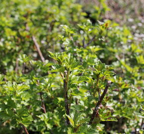 Meruzalka alpská 'Schmidt' - Ribes alpinum 'Schmidt'