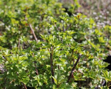 Meruzalka alpská 'Schmidt'