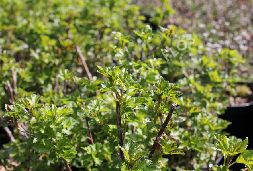 Meruzalka alpská 'Schmidt' - Ribes alpinum 'Schmidt'