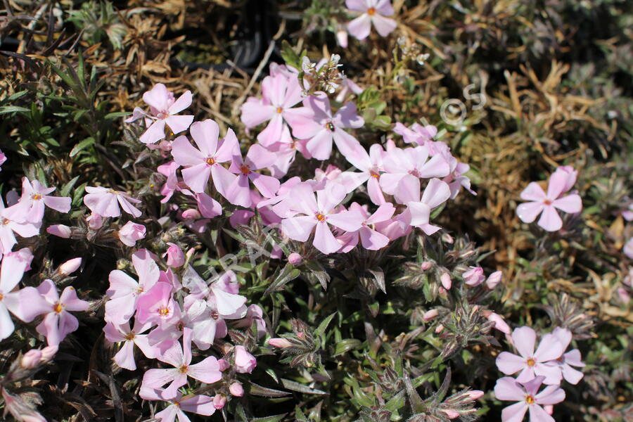 Plamenka šídlovitá 'Spring Soft Pink' - Phlox subulata 'Spring Soft Pink'