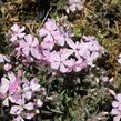 Plamenka šídlovitá 'Spring Soft Pink' - Phlox subulata 'Spring Soft Pink'