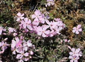 Plamenka šídlovitá 'Spring Soft Pink' - Phlox subulata 'Spring Soft Pink'