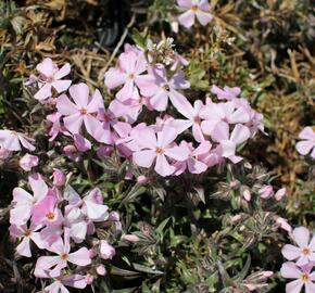 Plamenka šídlovitá 'Spring Soft Pink' - Phlox subulata 'Spring Soft Pink'