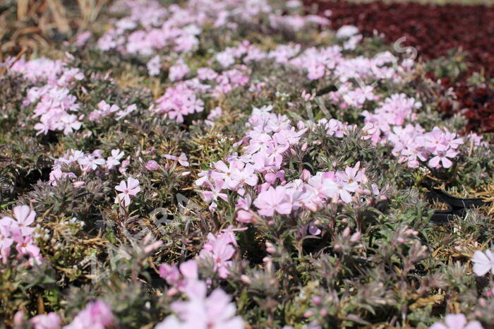 Plamenka šídlovitá 'Spring Soft Pink' - Phlox subulata 'Spring Soft Pink'