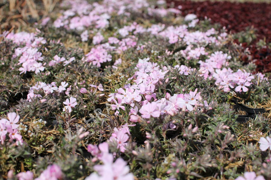 Plamenka šídlovitá 'Spring Soft Pink' - Phlox subulata 'Spring Soft Pink'