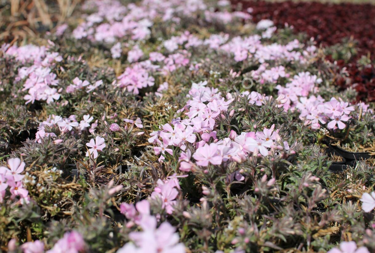 Plamenka šídlovitá 'Spring Soft Pink' - Phlox subulata 'Spring Soft Pink'