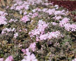 Plamenka šídlovitá 'Spring Soft Pink'