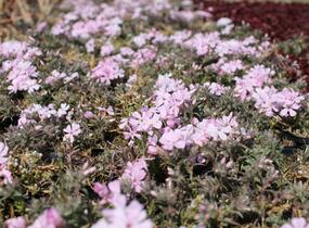 Plamenka šídlovitá 'Spring Soft Pink' - Phlox subulata 'Spring Soft Pink'