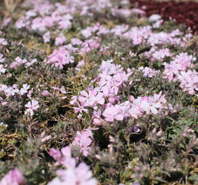 Plamenka šídlovitá 'Spring Soft Pink' - Phlox subulata 'Spring Soft Pink'