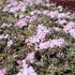 plamenka-sidlovita-spring-soft-pink.jpg