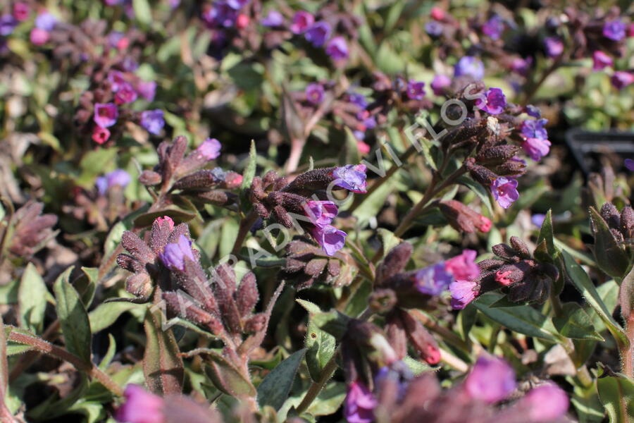 Plicník 'Samurai' - Pulmonaria 'Samurai'