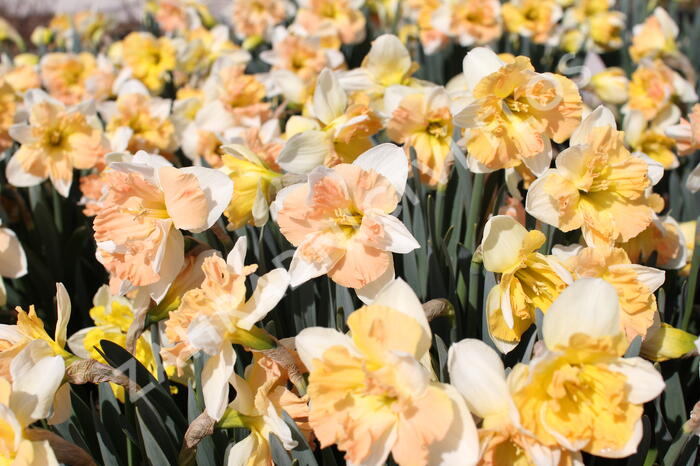 Narcis 'Apple Pie' - Narcissus 'Apple Pie'