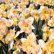 Narcis 'Apple Pie' - Narcissus 'Apple Pie'