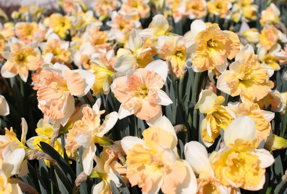 Narcis 'Apple Pie' - Narcissus 'Apple Pie'