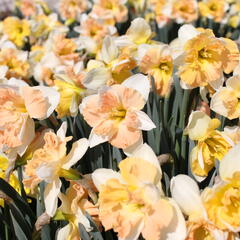 Narcis 'Apple Pie' - Narcissus 'Apple Pie'